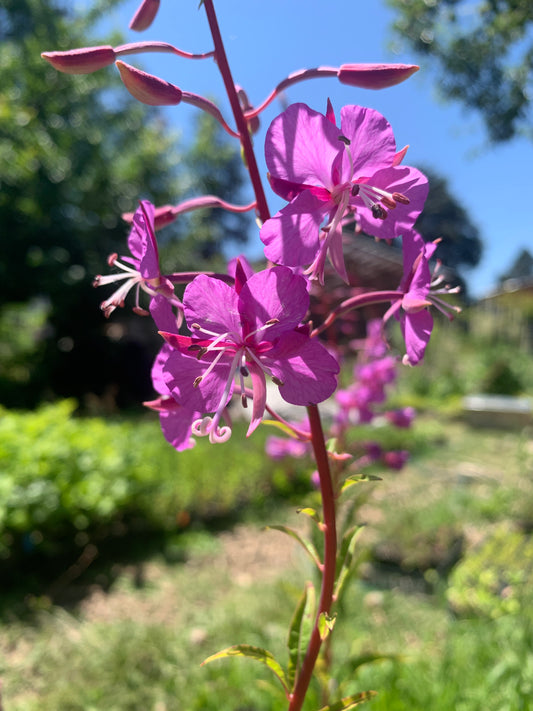 Fireweed
