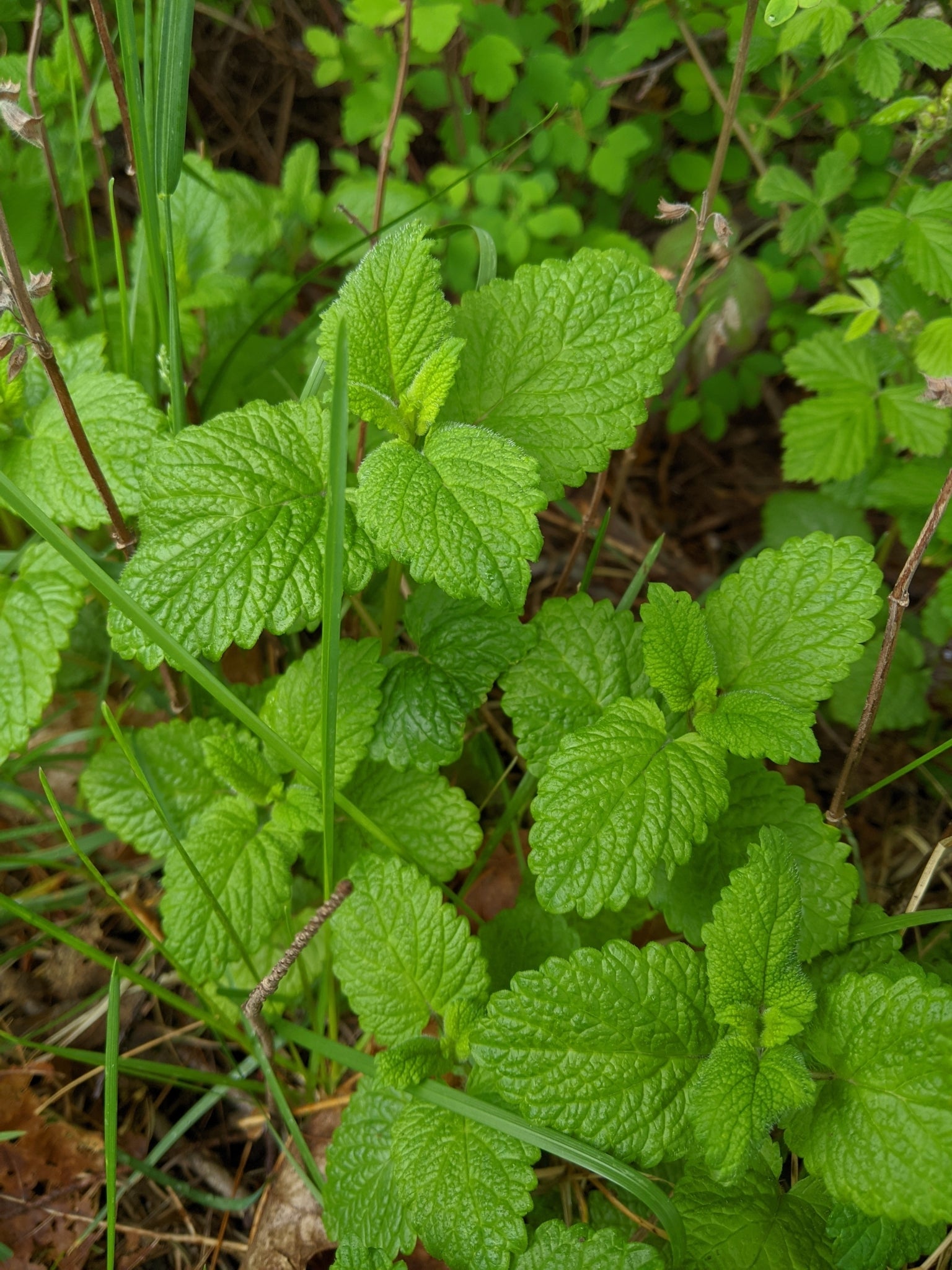 lemon balm plant for snakes Lemon Balm – Rhythm Seed Farm