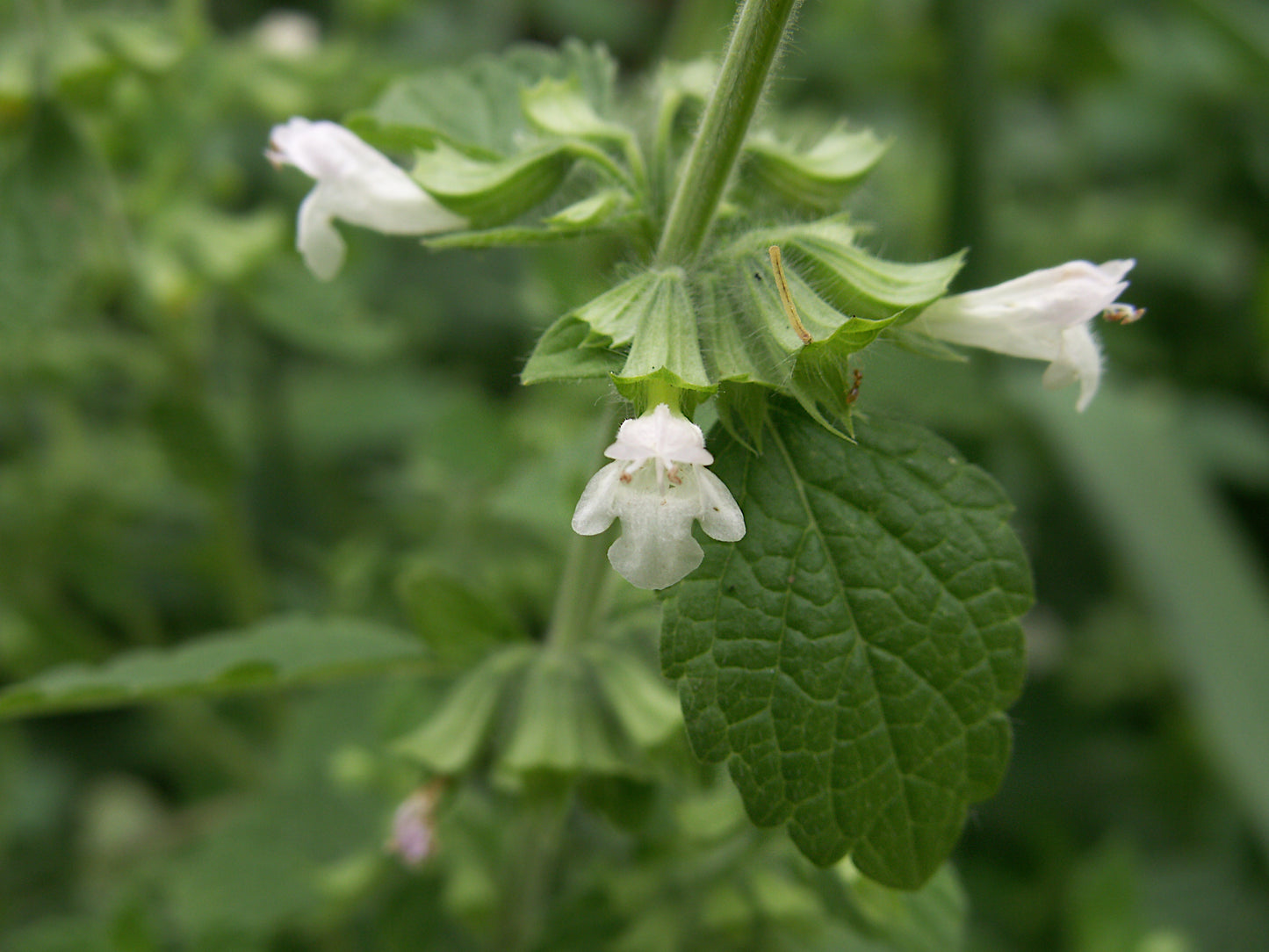 Lemon Balm