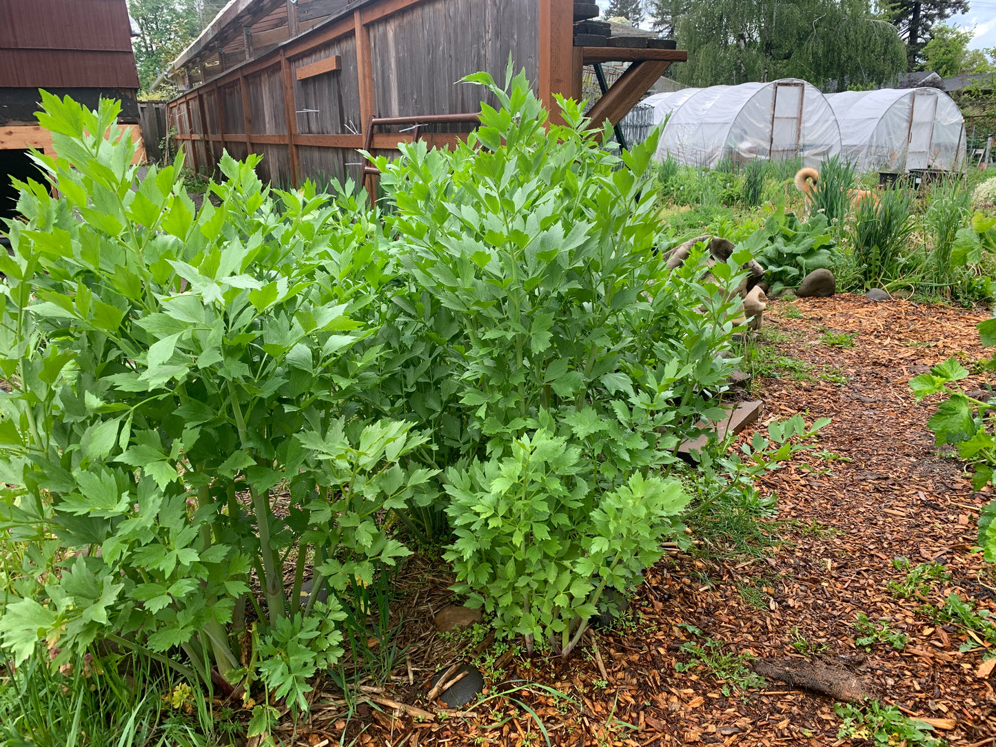 Lovage