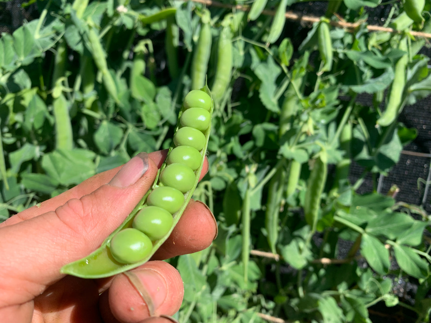Pea, Maestro