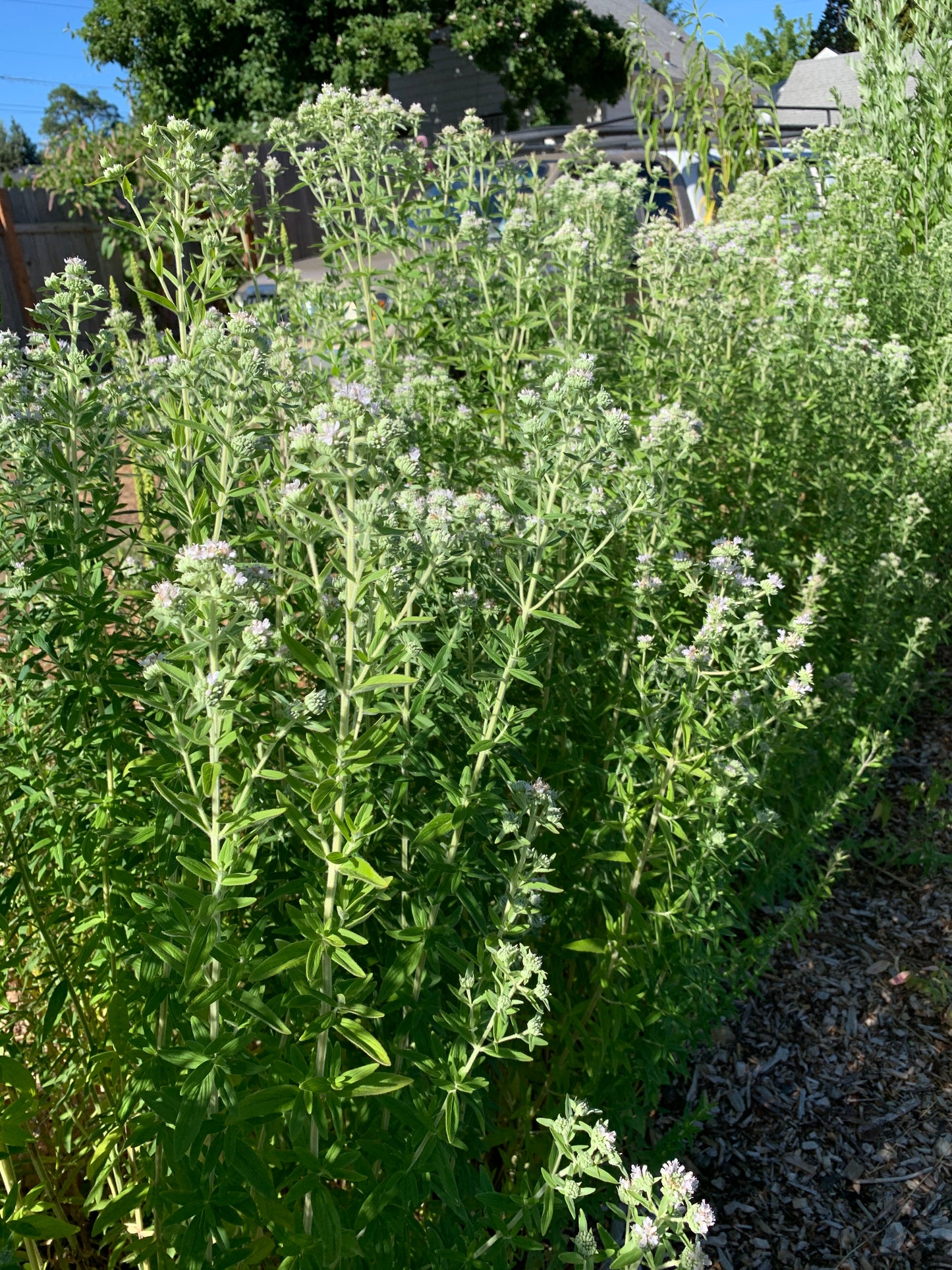Mountain Mint