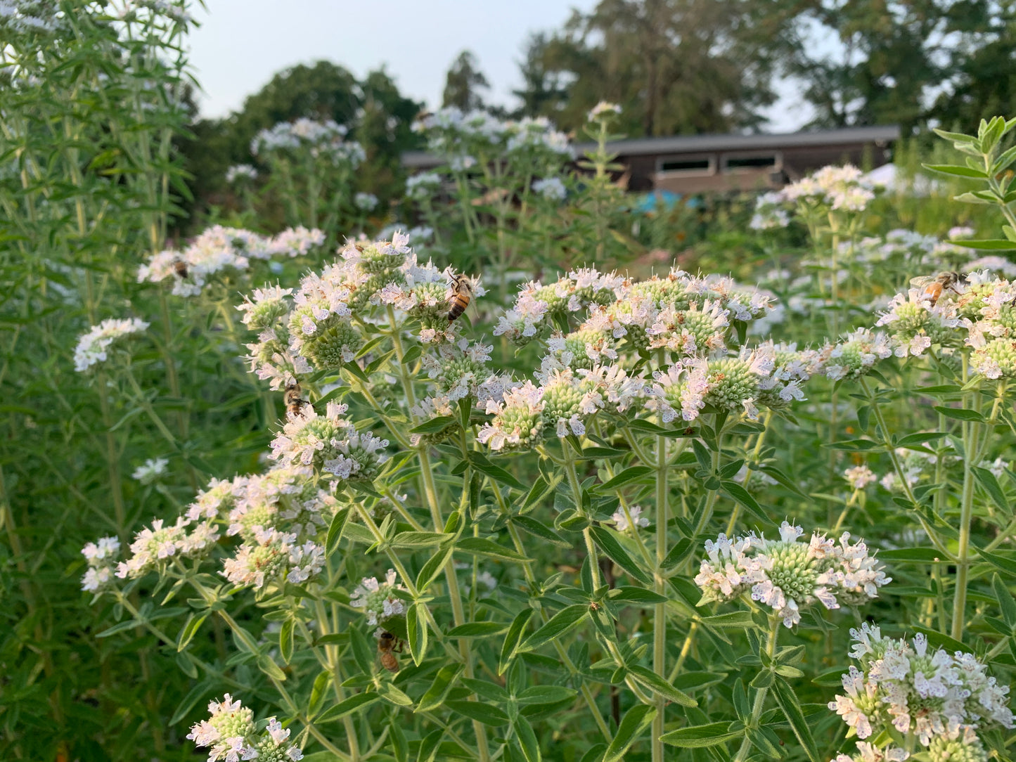 Mountain Mint