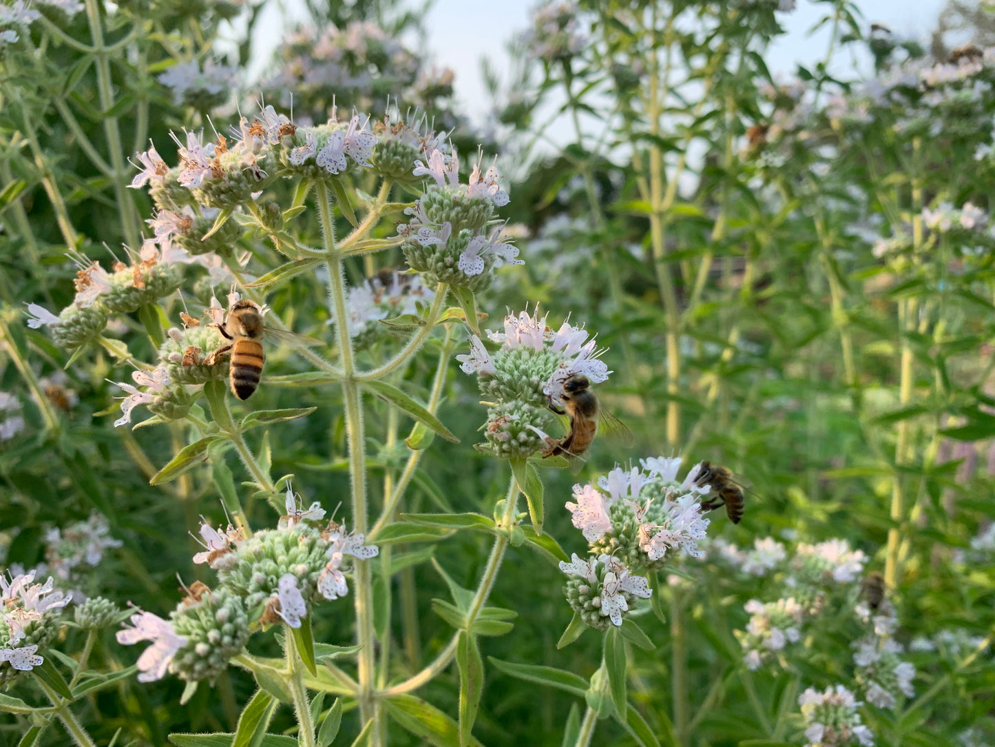 Mountain Mint