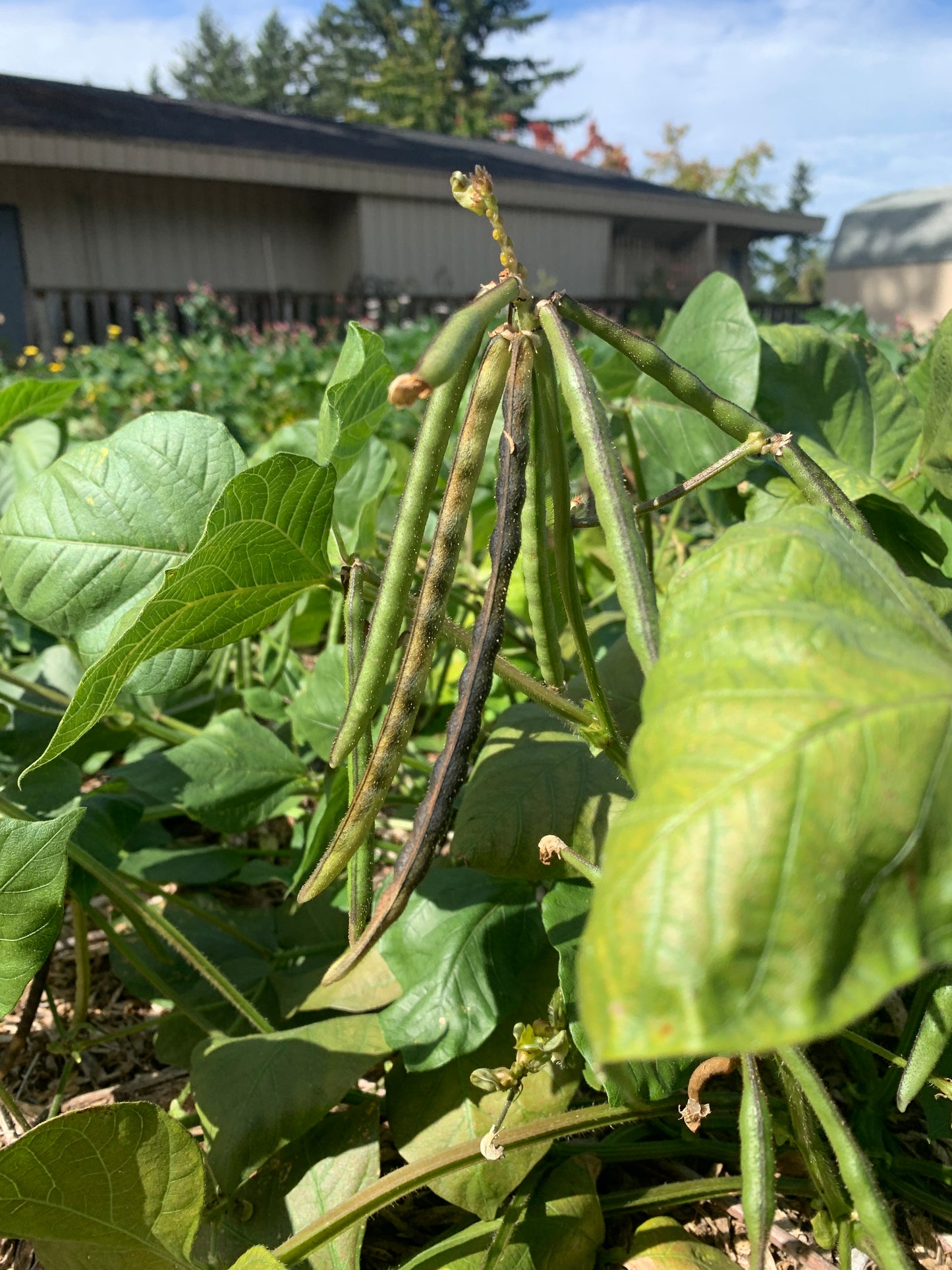 Mung Bean, Mappe Green