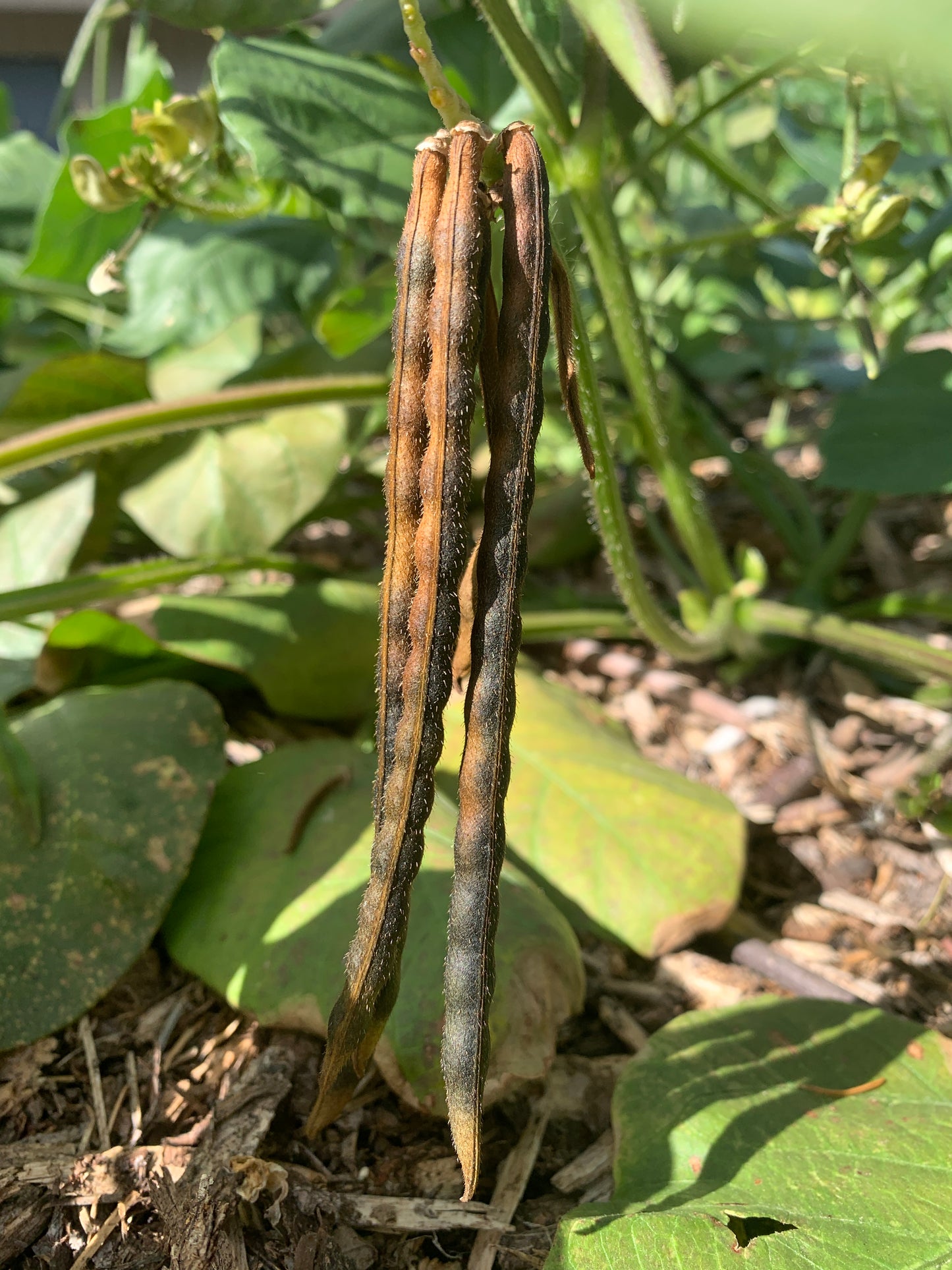 Mung Bean, Mappe Green