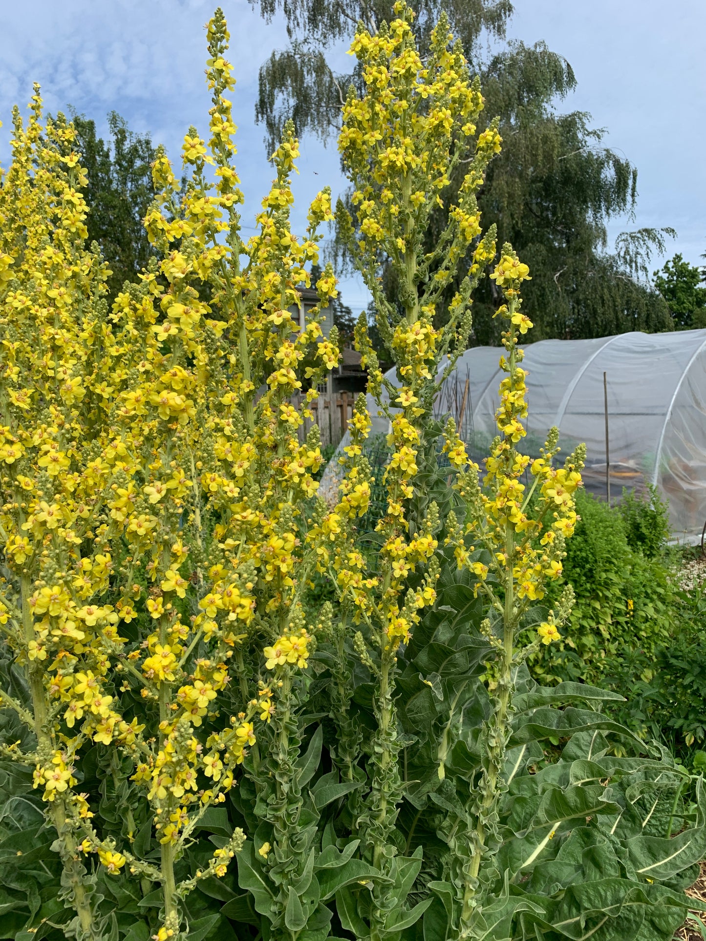 Mullein, Olympic
