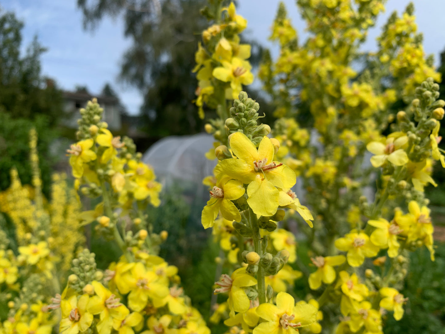 Mullein, Olympic