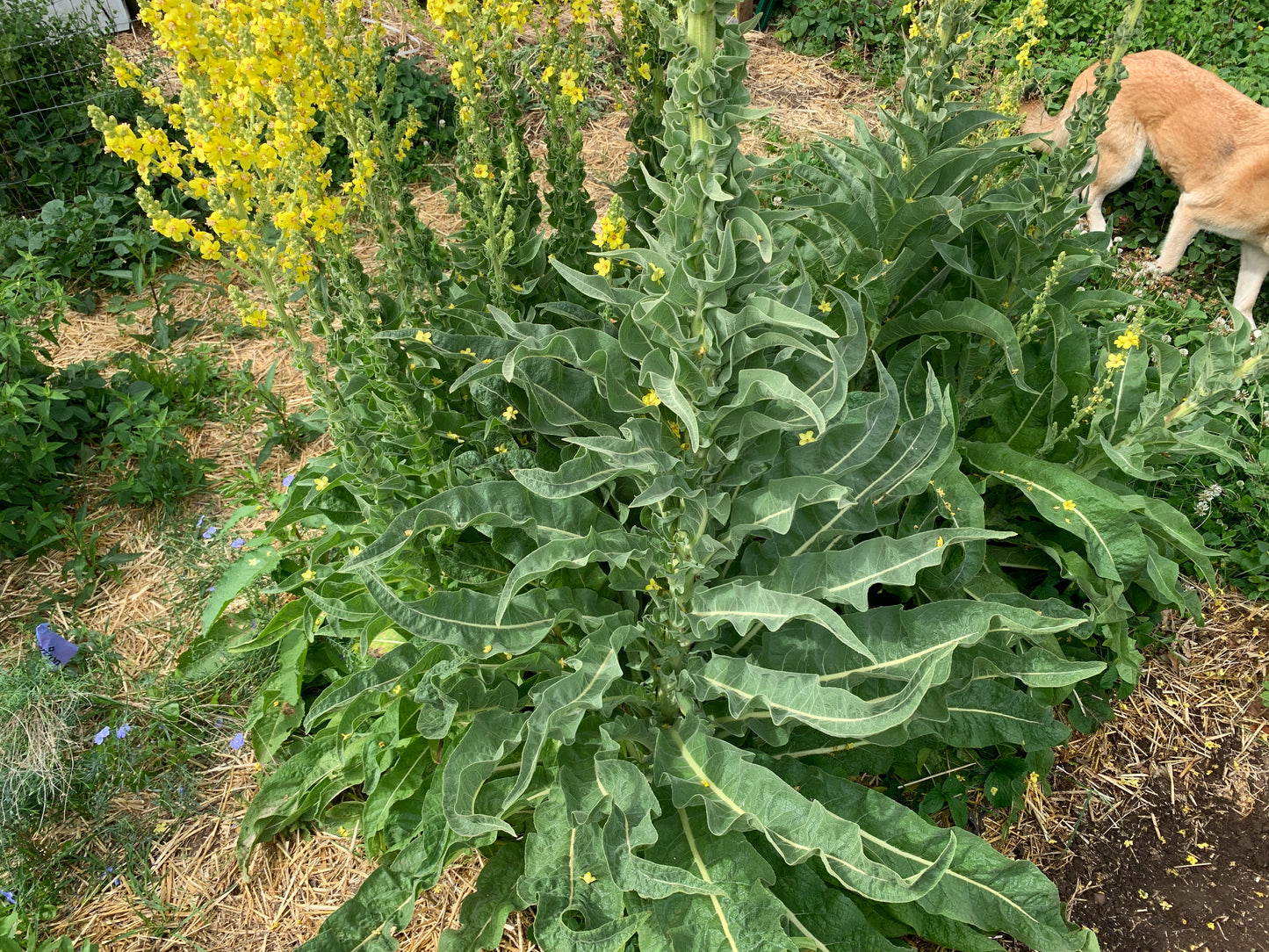 Mullein, Olympic