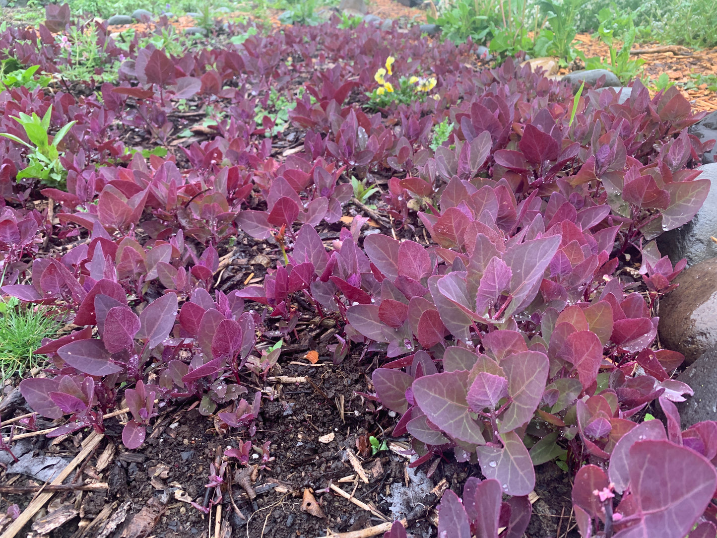 Orach, Purple