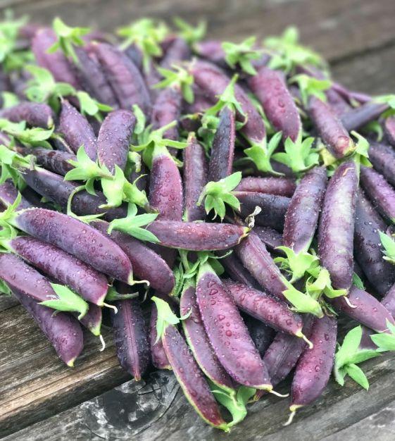 Pea, Sugar Magnolia (Snap Vine)