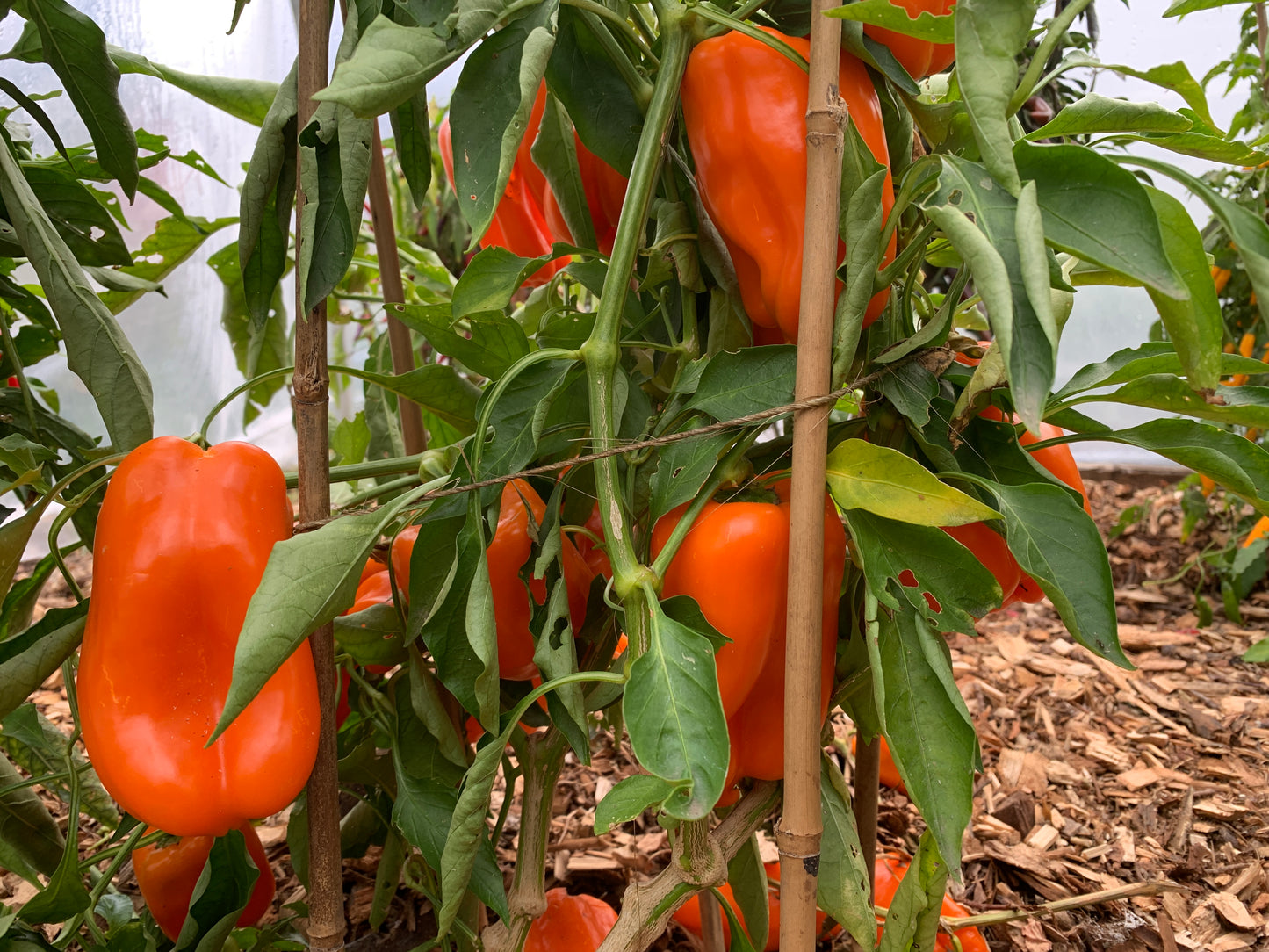 Pepper, Early Long Orange