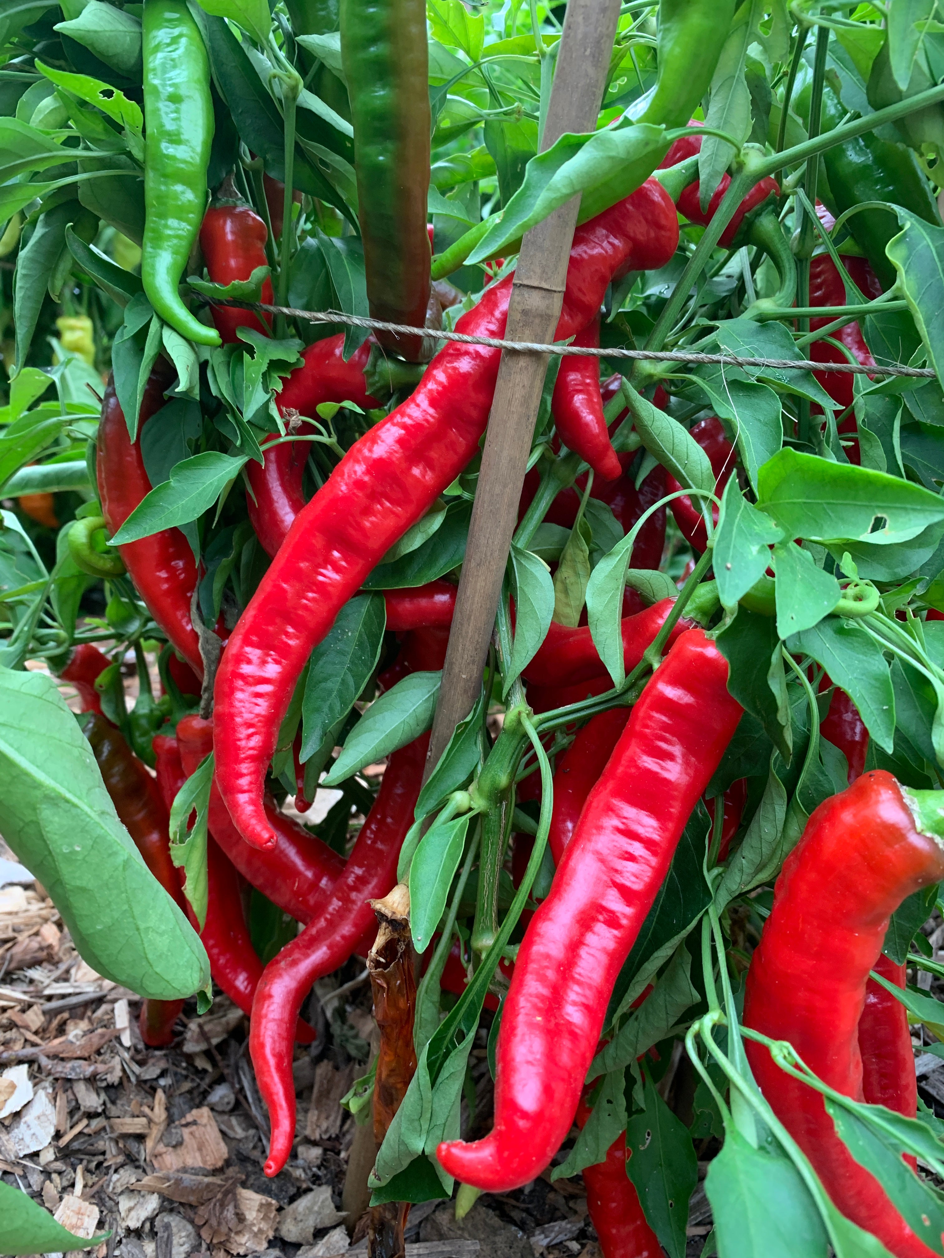 red pepper seeds for planting Pepper, Jimmy Nardello's – Rhythm Seed Farm