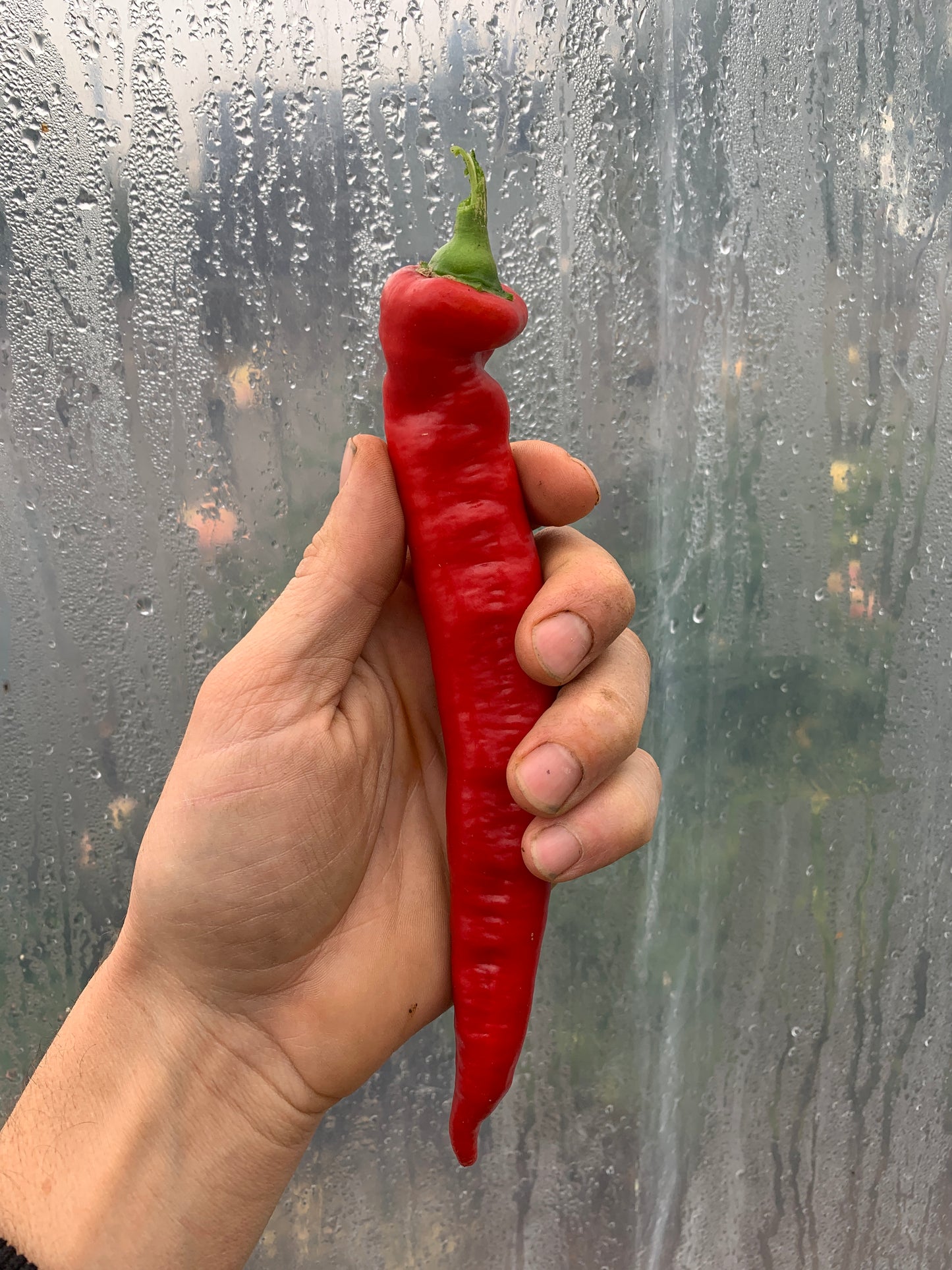 Pepper, Jimmy Nardello’s