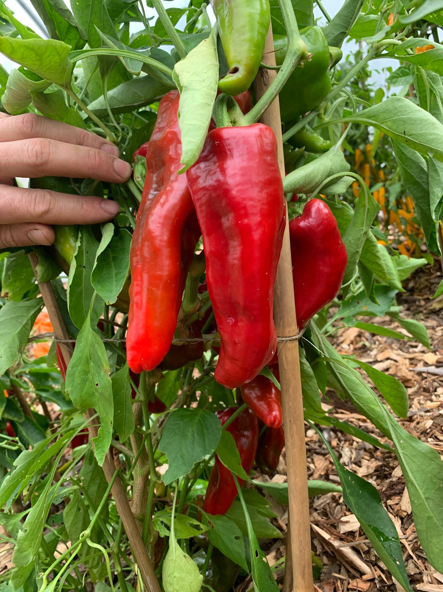 Pepper, Stocky Red Roaster