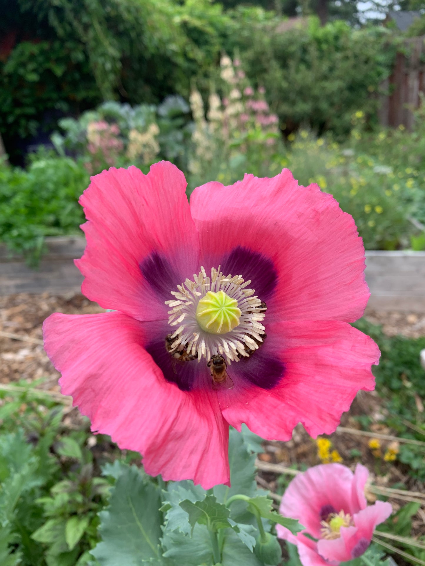 Poppy, Rhythm Mix