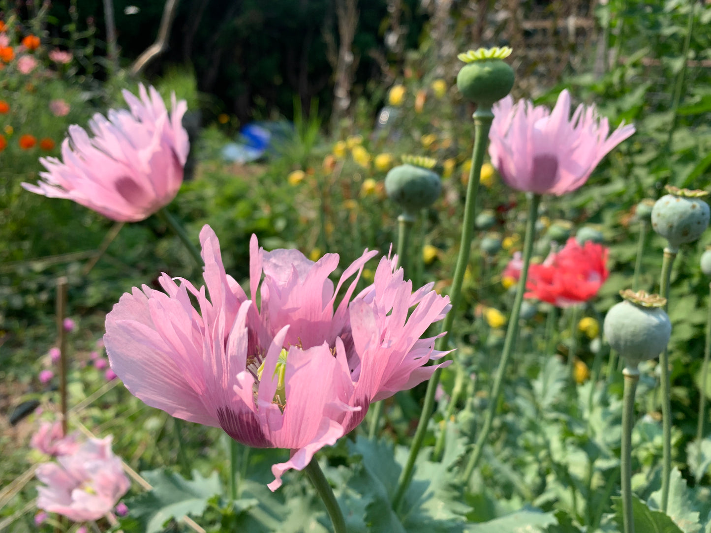 Poppy, Rhythm Mix