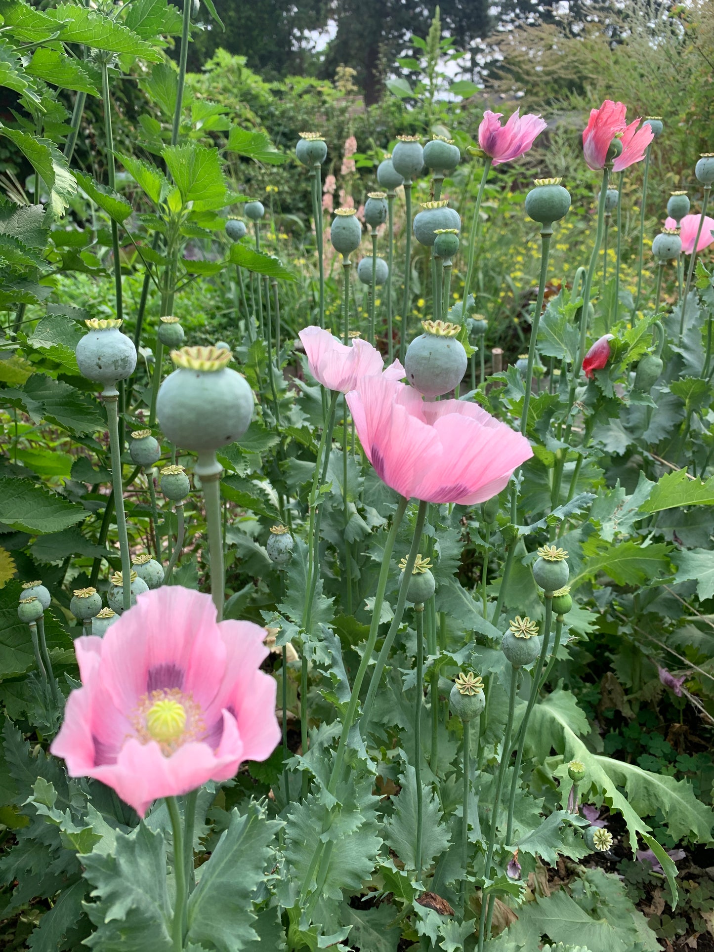 Poppy, Rhythm Mix