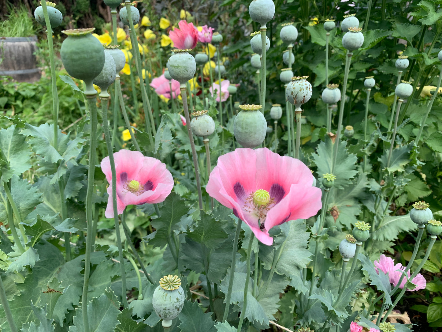 Poppy, Rhythm Mix