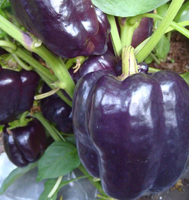 Pepper, Purple Beauty