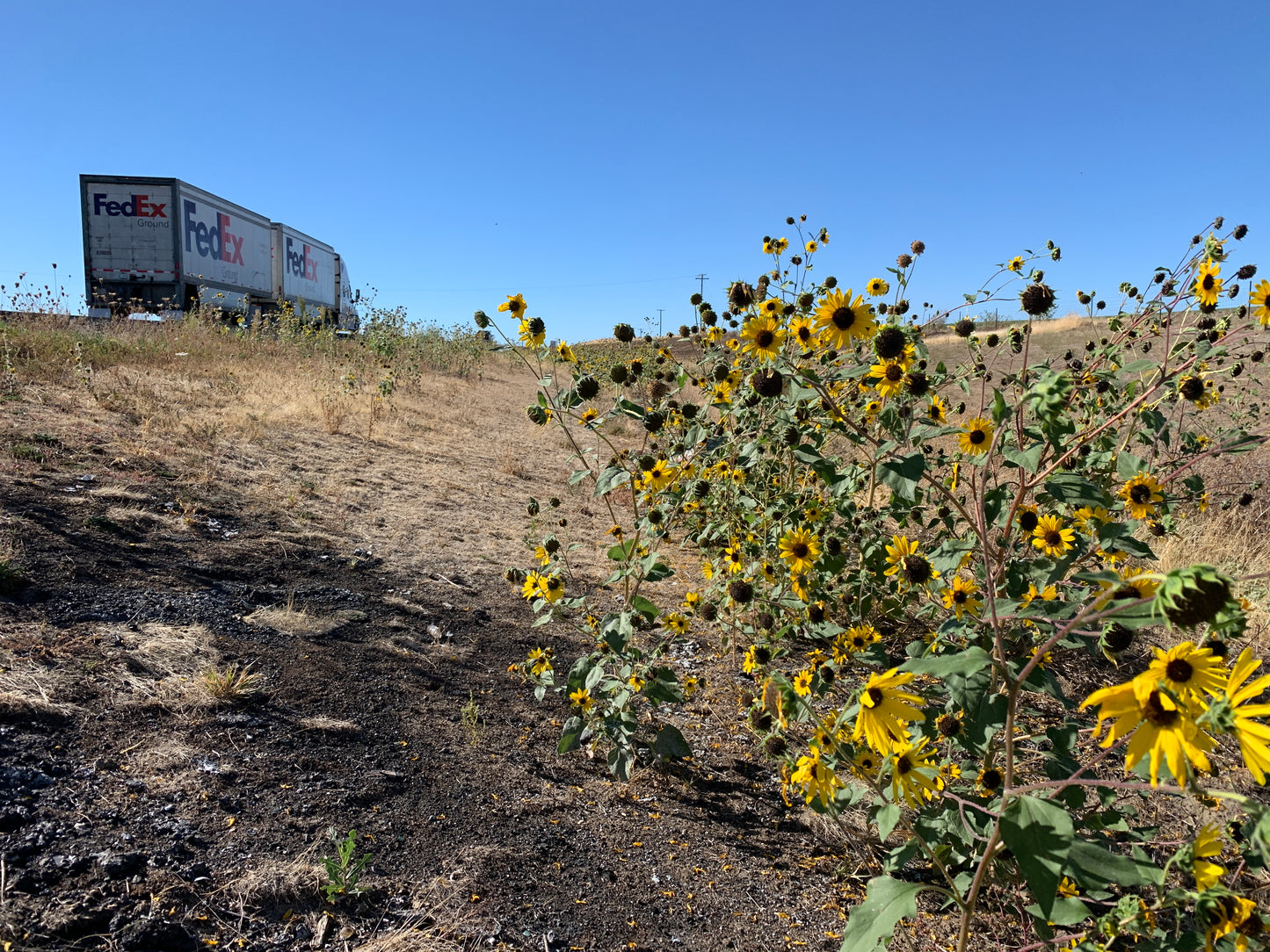 Sunflower, Roadside