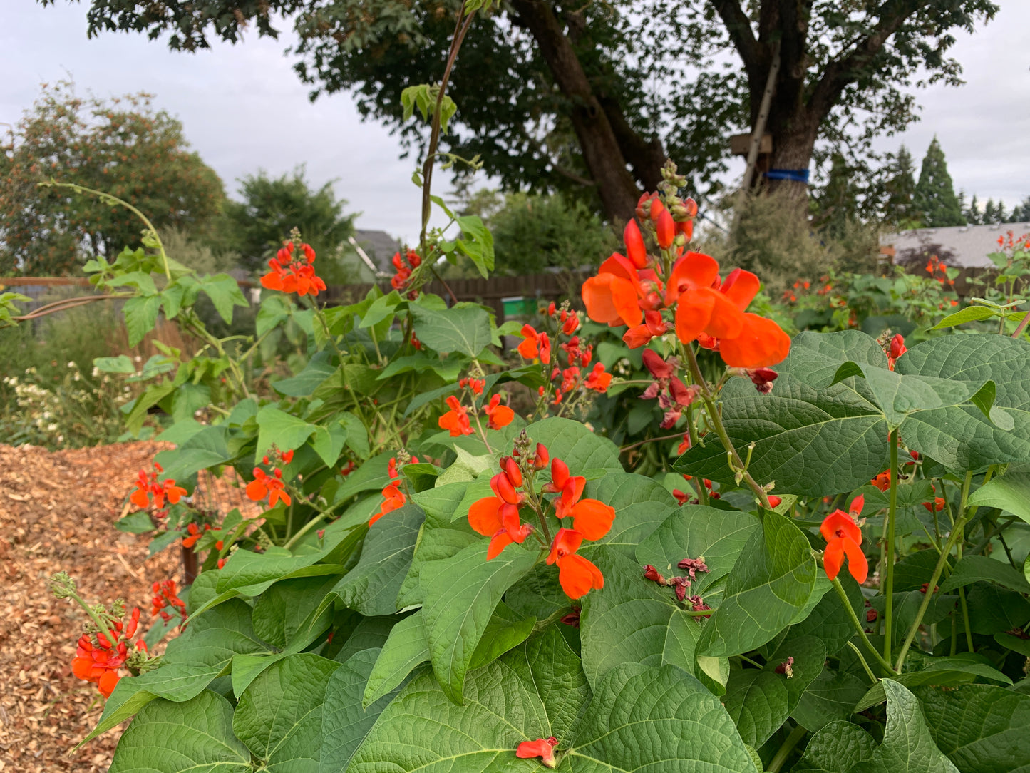 Runner Bean, Italian Grex