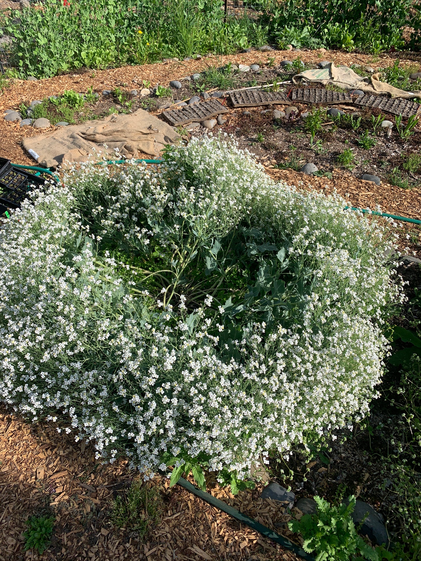 Sea Kale
