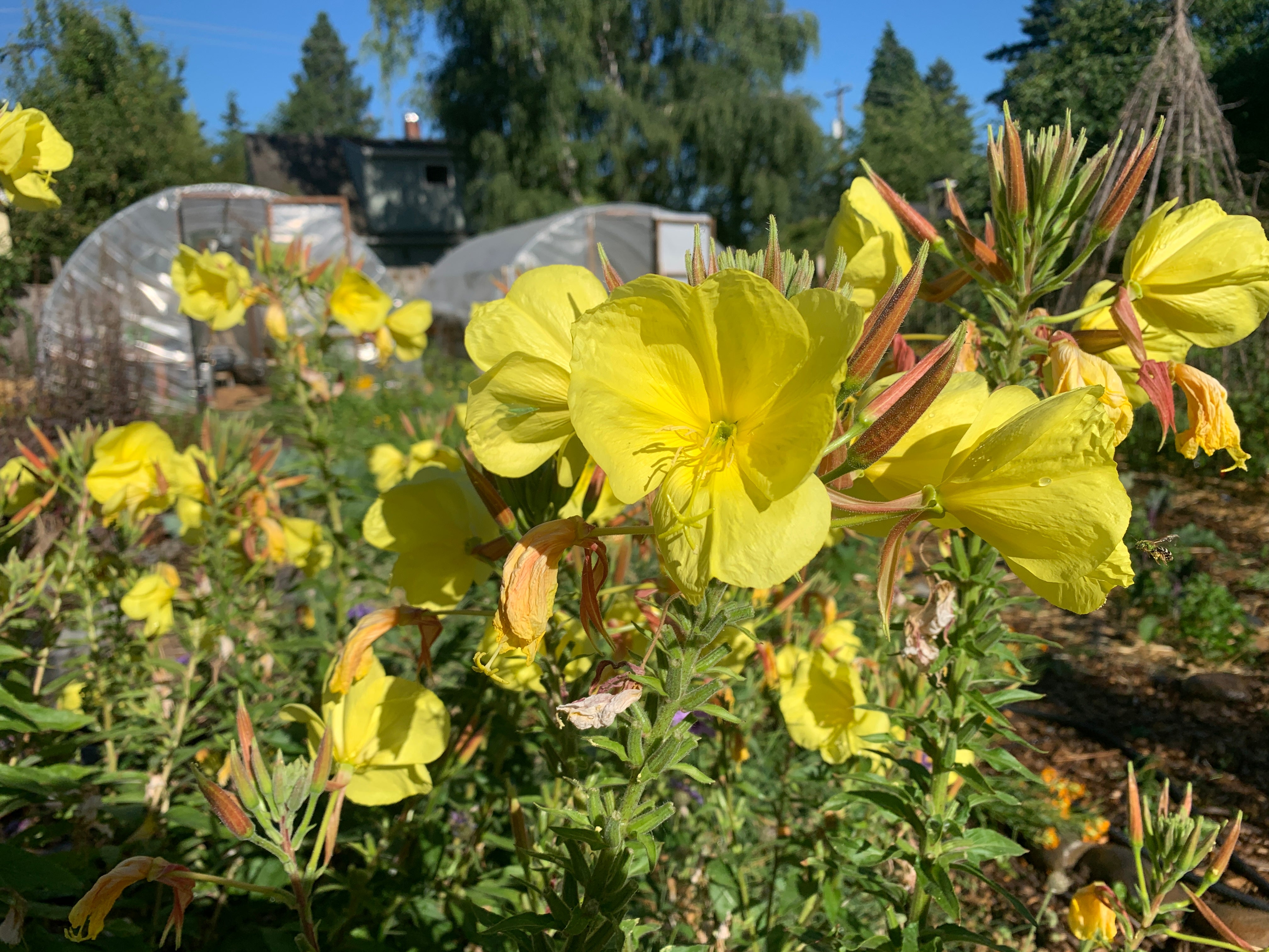 Primrose, Spinning Evening – Rhythm Seed Farm