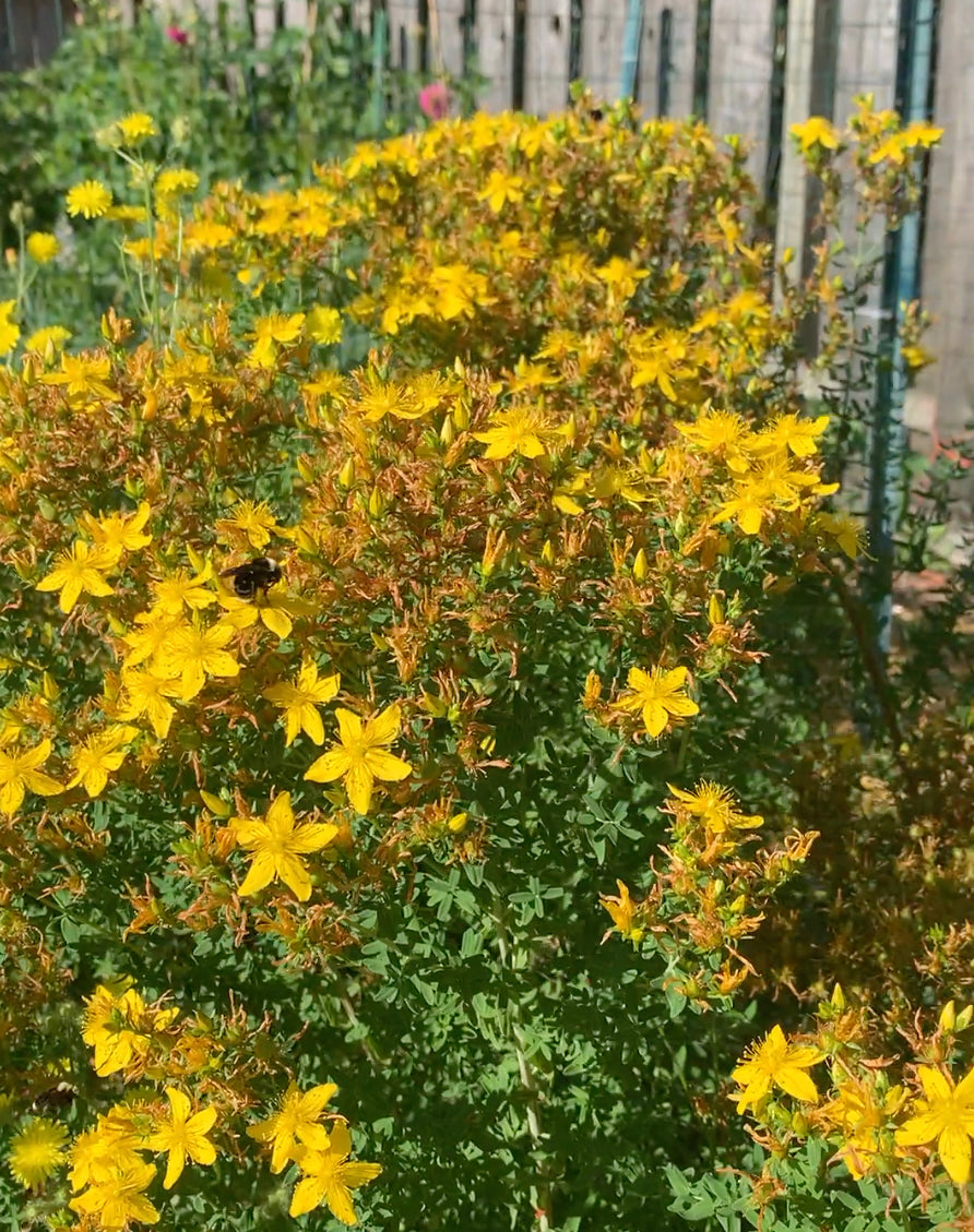St Johns Wort, Topas