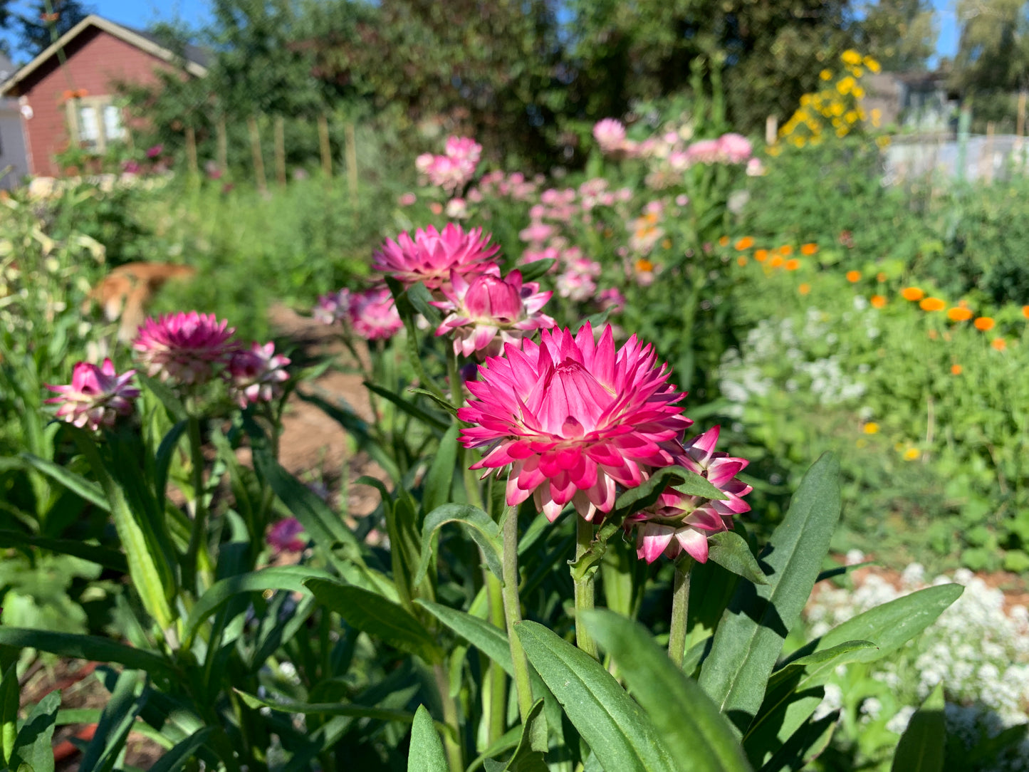 Strawflower, Mix