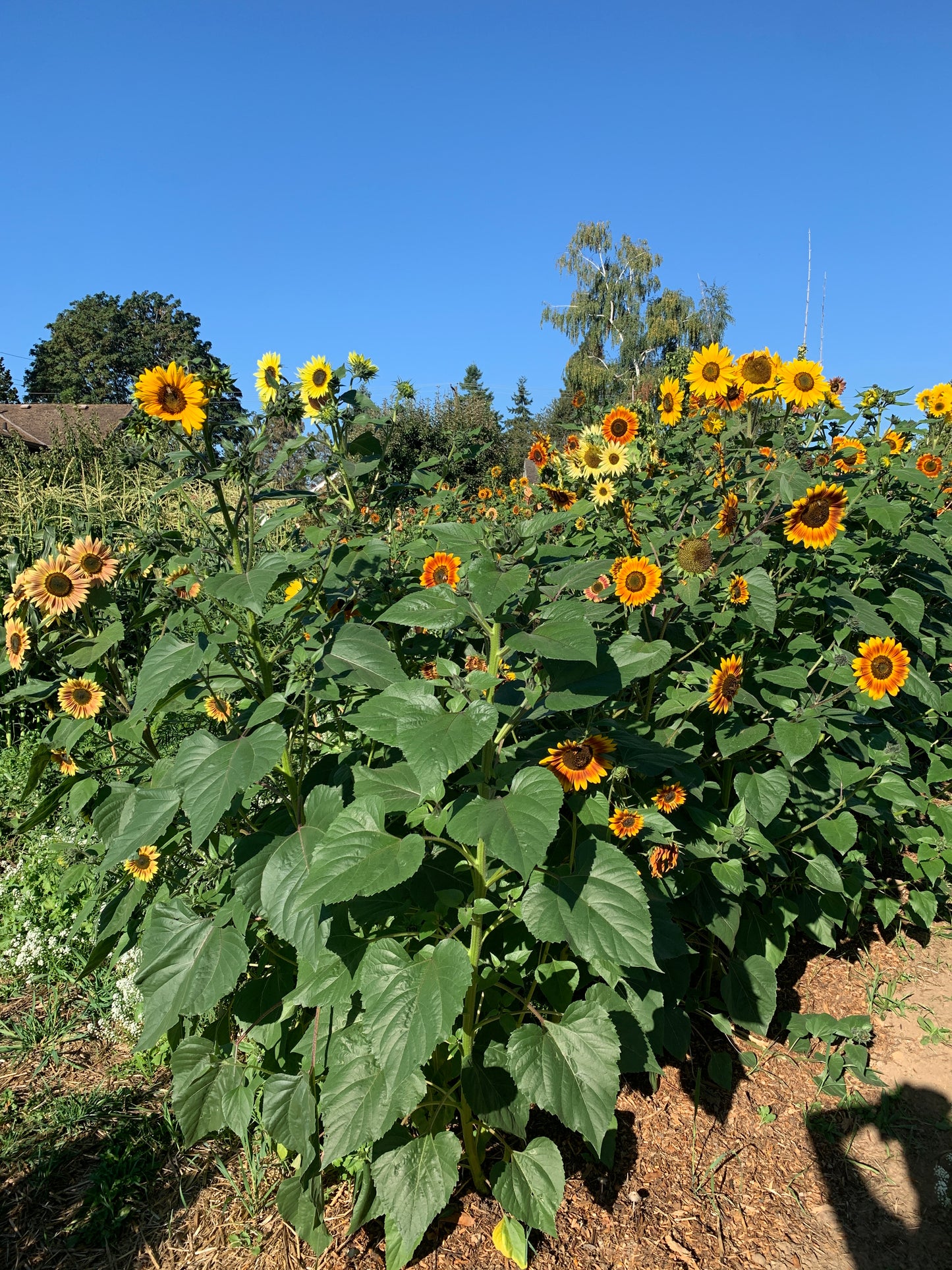 Sunflower, Evening Sun