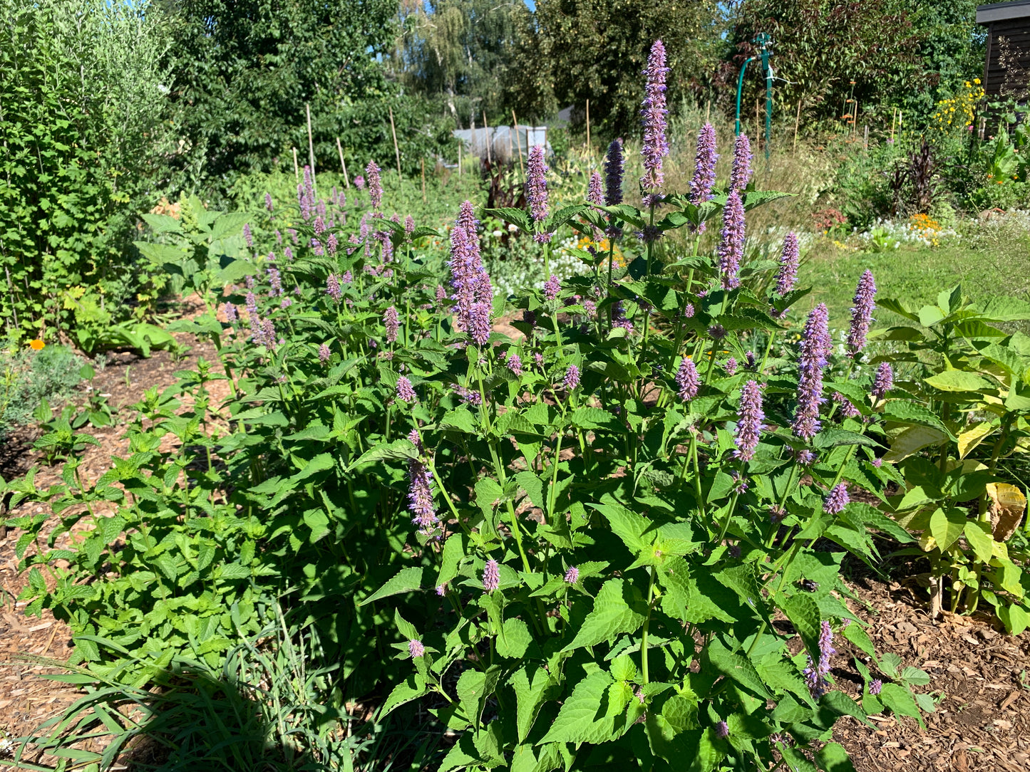 Superior Licorice Mint