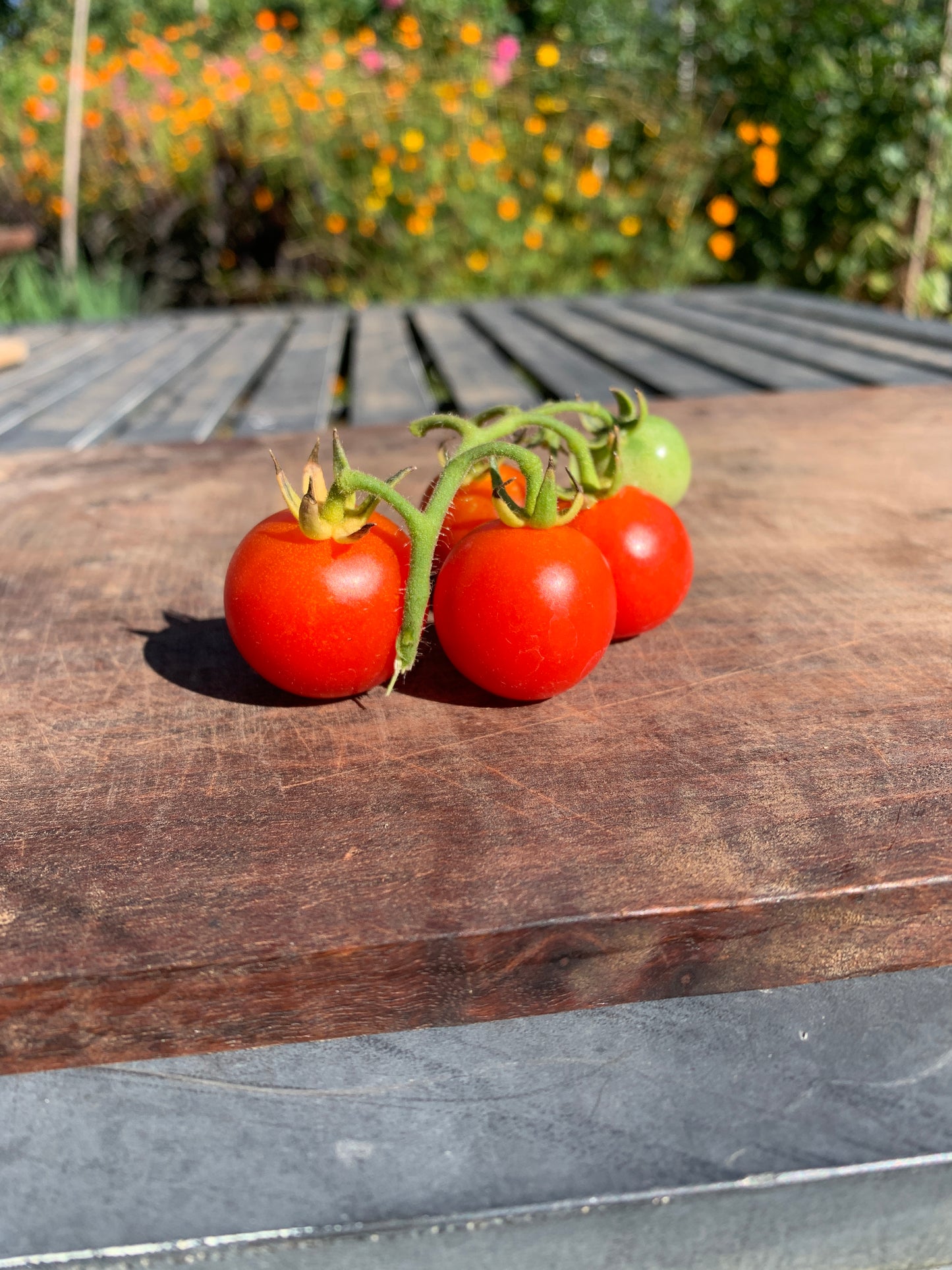 Tomato, Peacevine