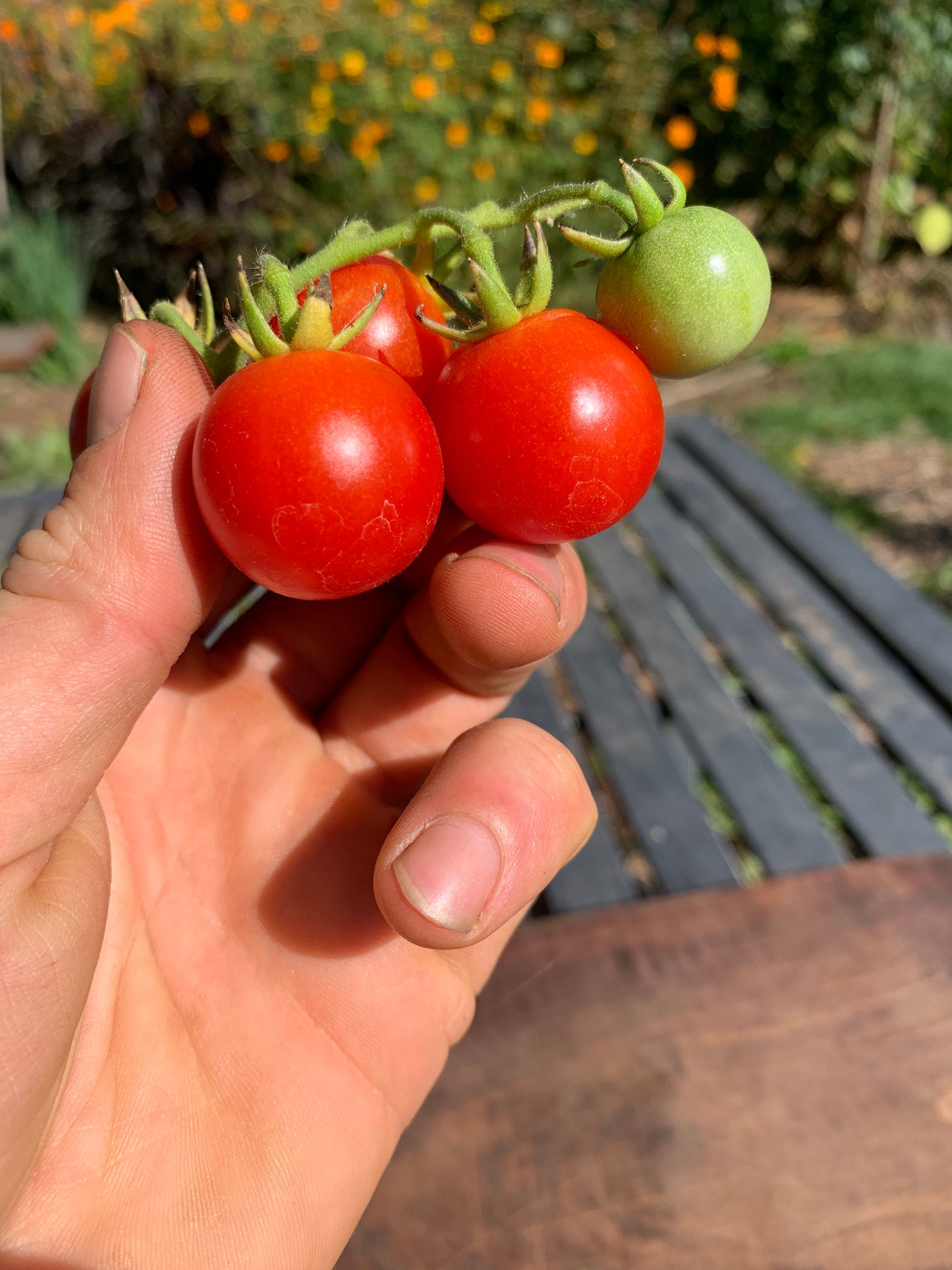 Tomato, Peacevine