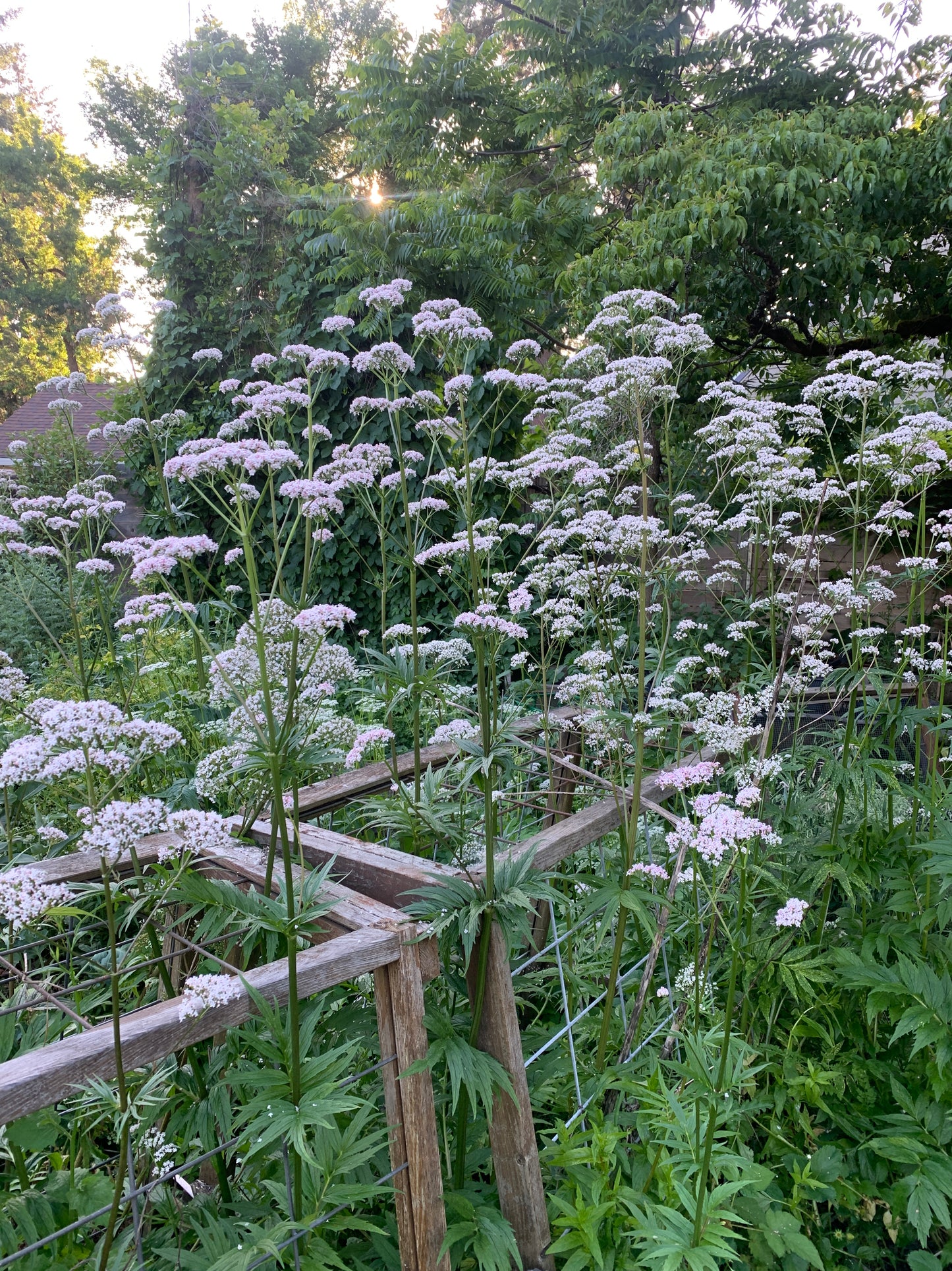 Valerian