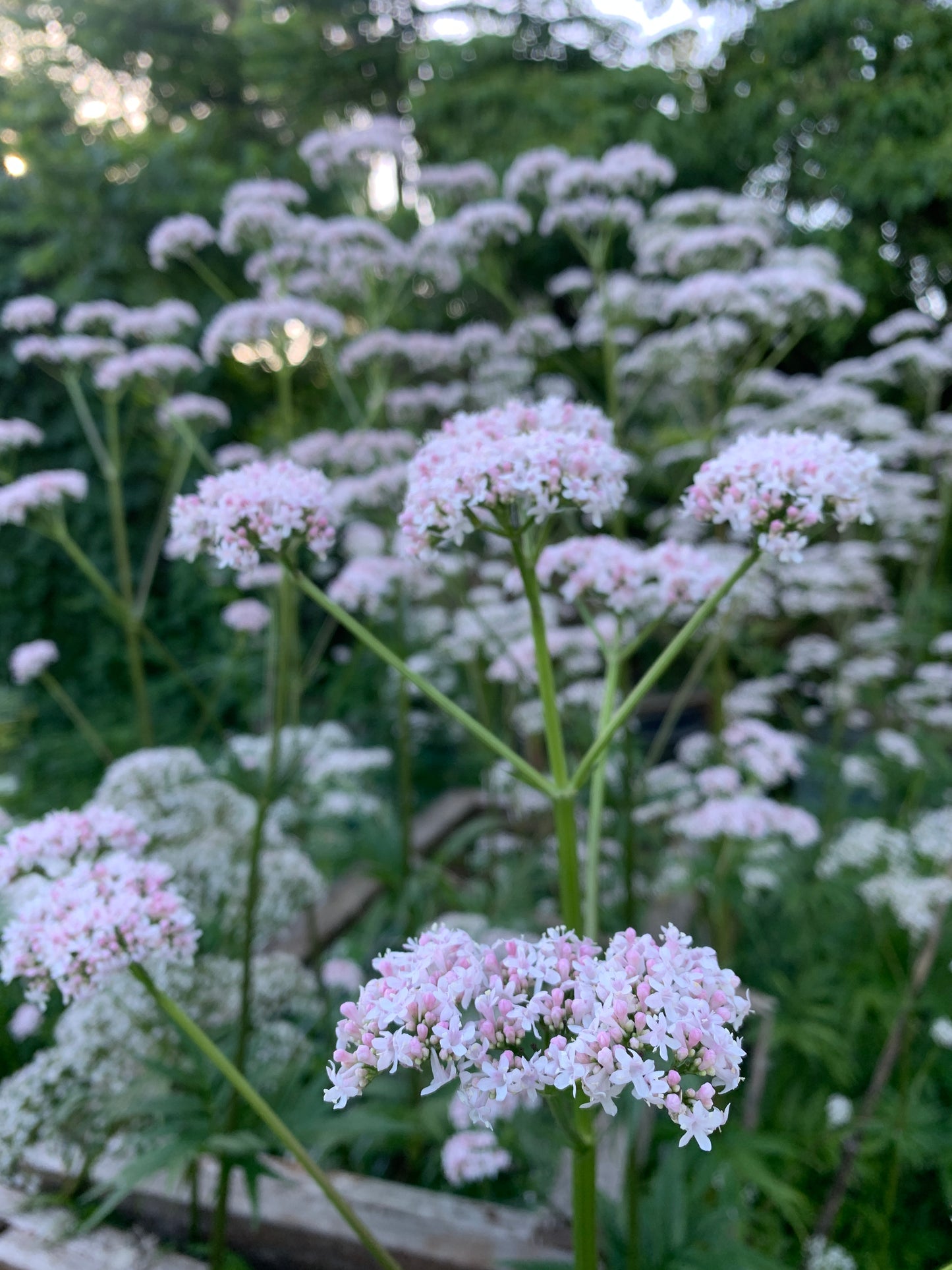 Valerian