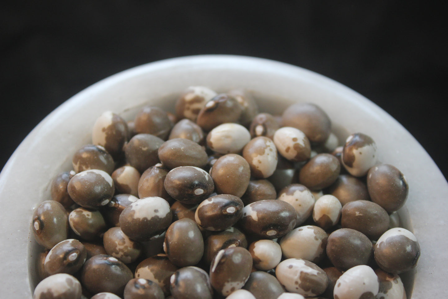 Bean, Pelligrini (Pole Dry)
