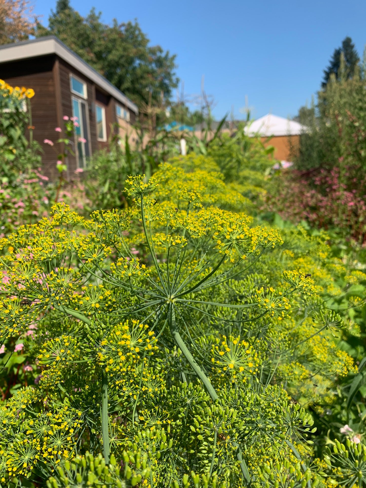 Dill, Ambrosia