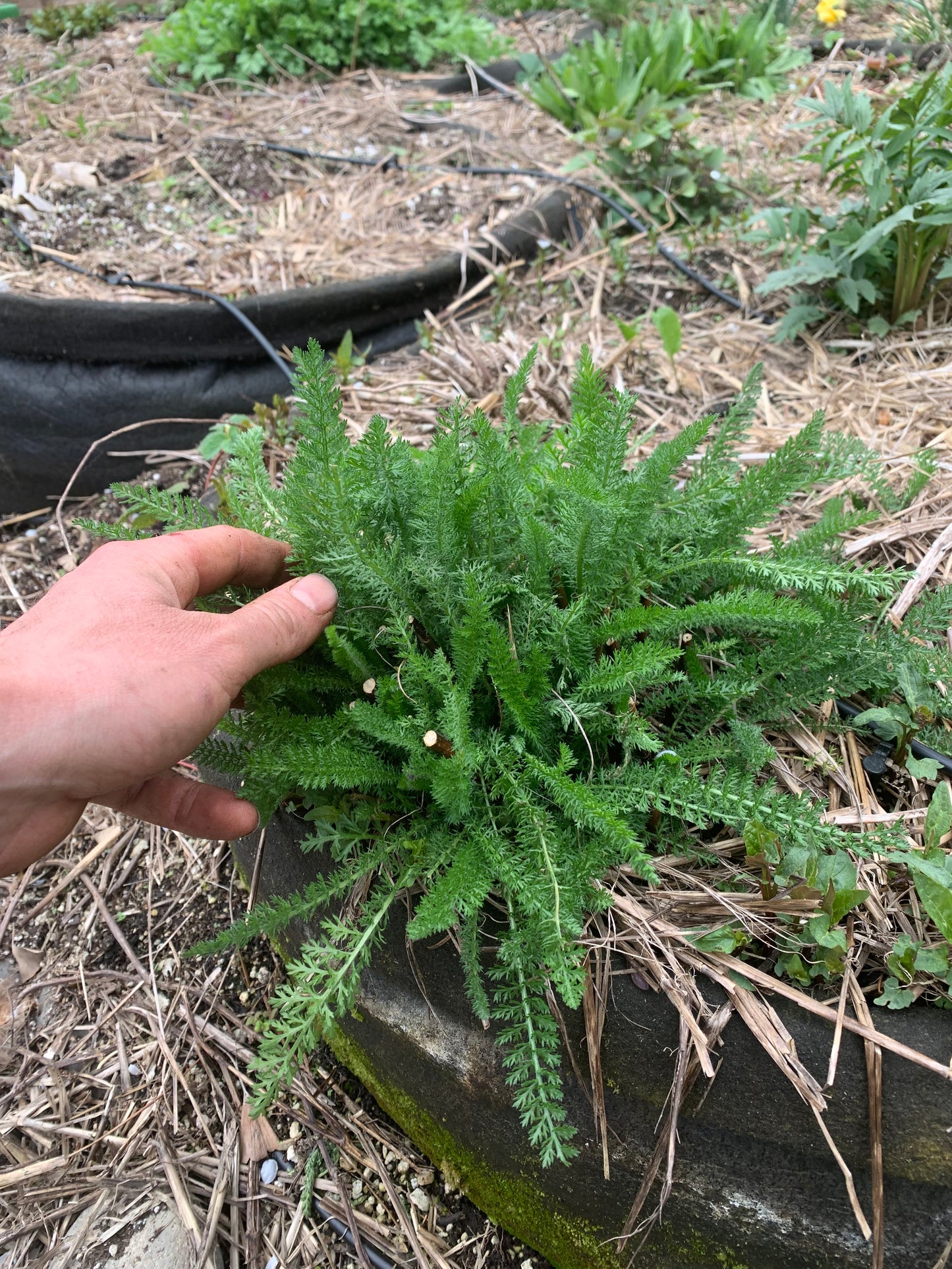 Yarrow, White (Achillea millefolium)