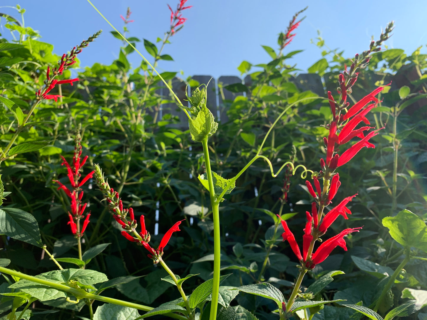 Achocha in bloom and fruiting