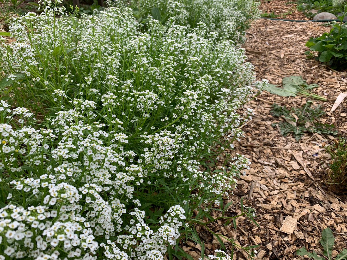 Alyssum, Sweet