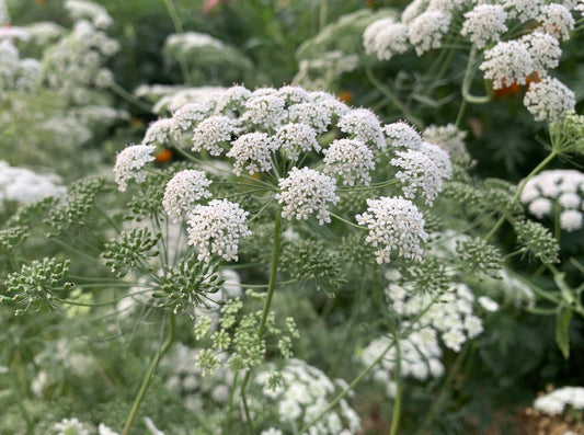 Ammi