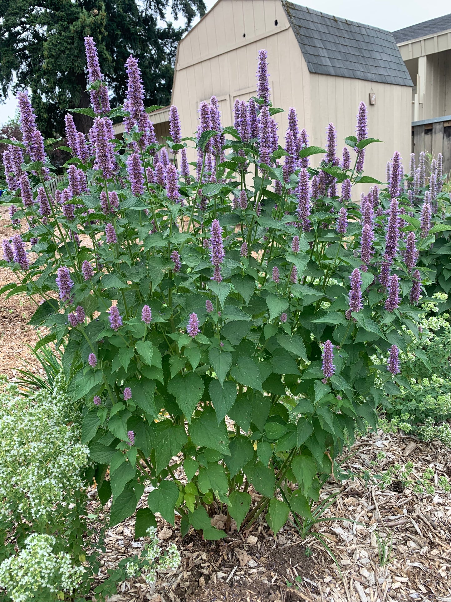 Anise Hyssop (Agastache foeniculum)