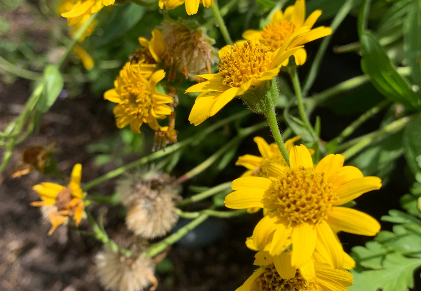 Arnica, Meadow
