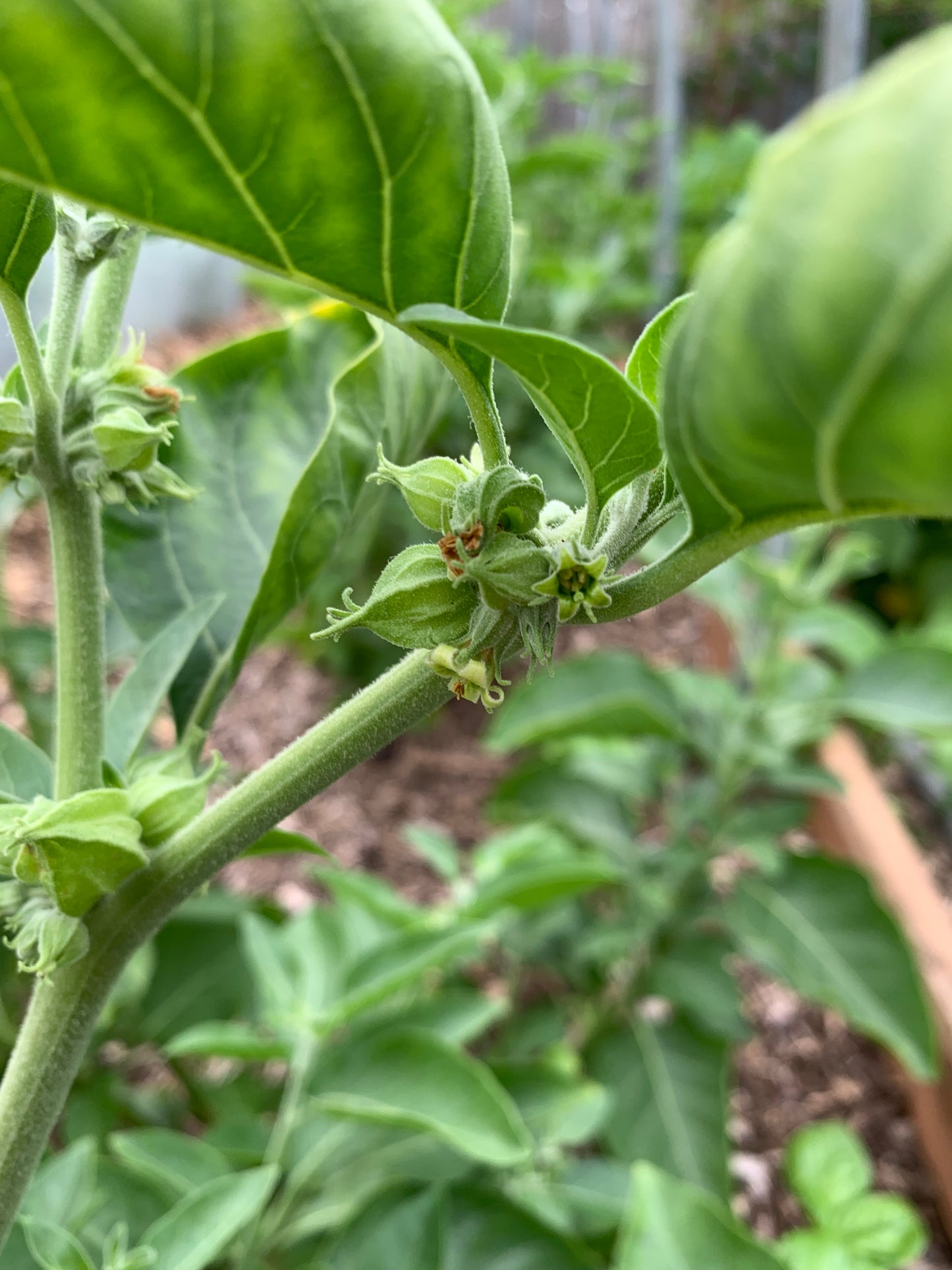 Ashwagandha
