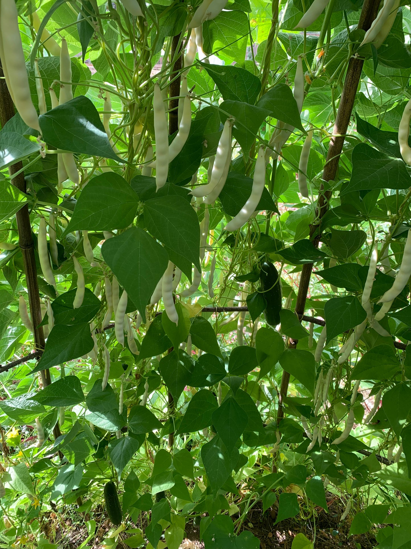 Bean, Pelligrini (Pole Dry)