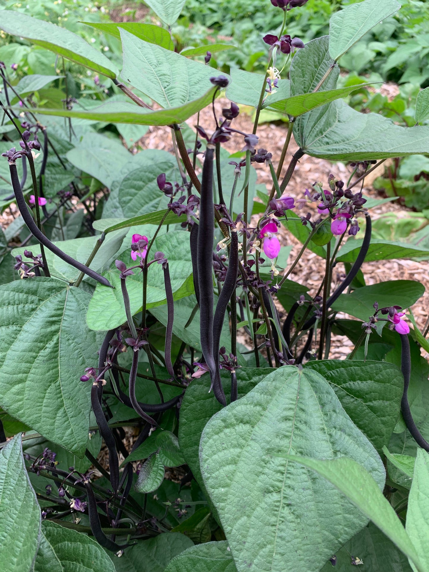 Bean, Robert's Royalty (Phaseolus vulgaris)