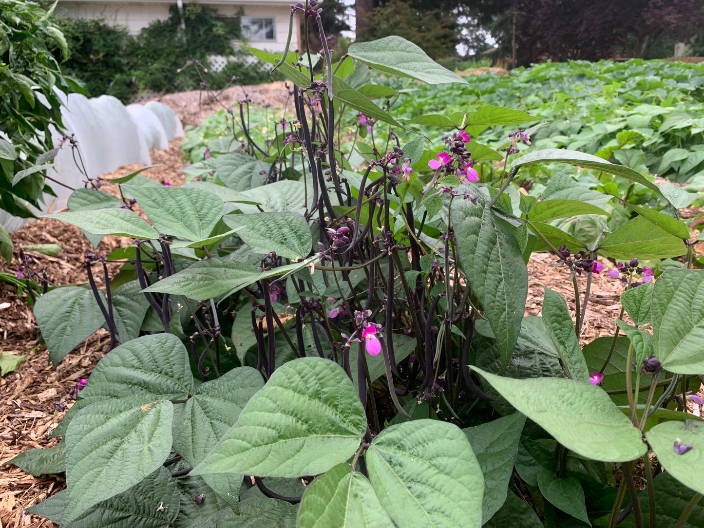 Bean, Robert's Royalty (Phaseolus vulgaris)
