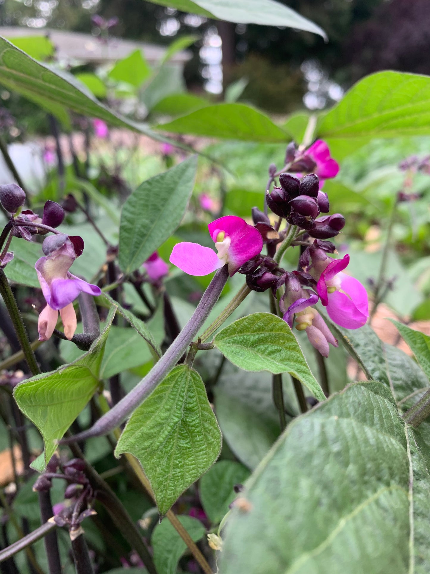 Bean, Robert's Royalty (Phaseolus vulgaris)