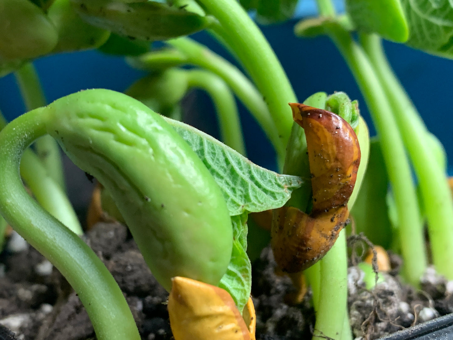 Bean, Tiger's Eye (Phaseolus vulgaris)
